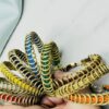 Celina - Thumbnail Image 1